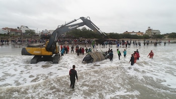 Rescatistas de Mundo Marino ayudando