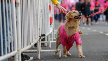 El cáncer de mama es