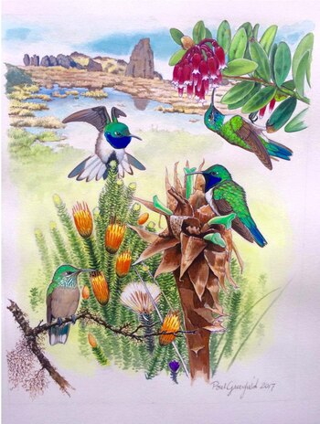 Una ilustración del colibrí de