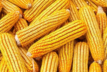 El maiz superará las 47