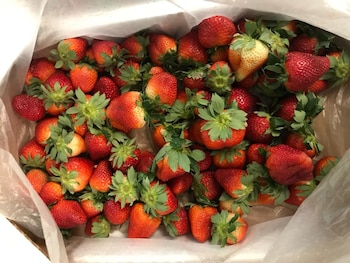 Se realizó la primera exportación