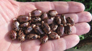 Semillas de Ricino