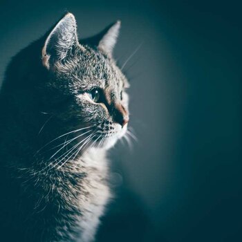 Lisa Woakes/Unsplash