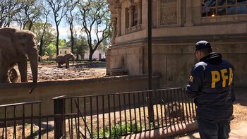 Imagen del allanamiento: las elefantas