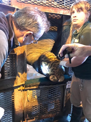 Infección en una de las