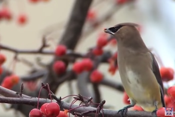 (Captura: FOX 9 News |