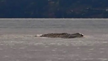 El monstruo Ogopogo fue visto