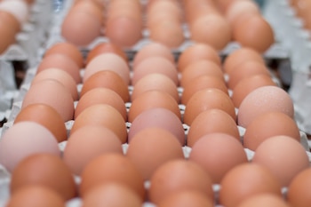 El huevo, una fuente de