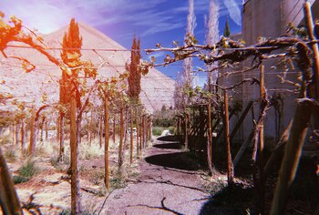 Los parrales de uva pisquera