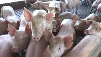 La mayor preocupación de los productores es el estatus sanitario. El mundo mira con preocupación los brotes de peste porcina africana que pueden afectar la población las granjas nacionales.