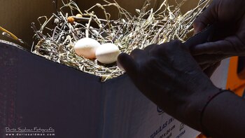 Los nidos serán cuidados por voluntarios que velarán por las aves, bajo control veterinario, hasta que puedan volar solas (Darío A Saidman)