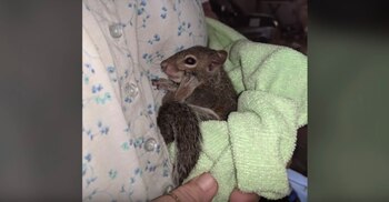 Frontier, con su nueva normativa,