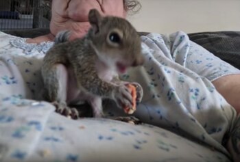 La mujer viajaba con esta