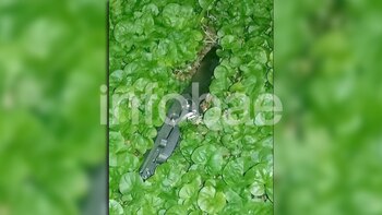 El cuchillo con el que