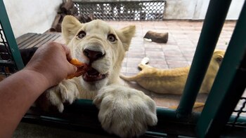 Los grandes felinos tienen los