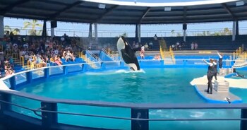 Lolita en pleno show en el Acuario de Miami