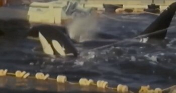 El primer nombre de Lolita fue Tokitoe, fue capturada el 8 de agosto de 1980 (foto) junto con otras seis orcas, y es la única sobreviviente