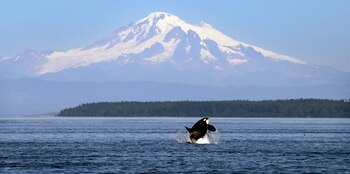 El Estrecho de Puget, en el estado de Washington, donde fue capturada Lolita