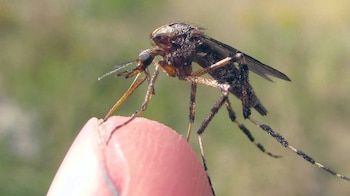Un equipo de investigadores de