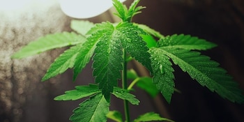 La marihuana es utilizada en