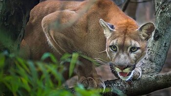 Puma que aterroriza a Bolivia