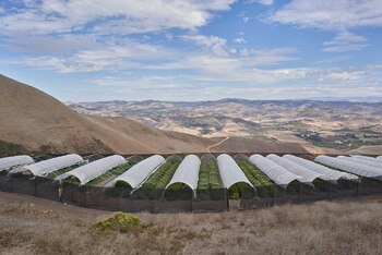 Varios invernadores de cultivo de