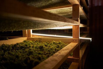 La Costa Central no está