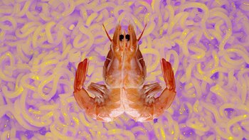 Ilustración por @sinmuchasfotos