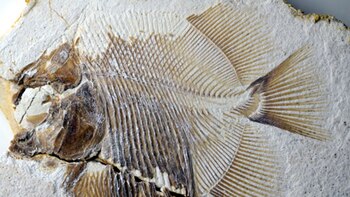 “El nuevo hallazgo representa el