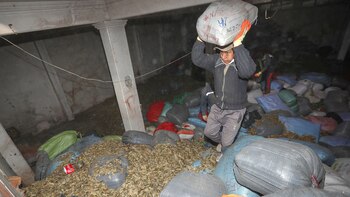 Un funcionario boliviano del Viceministerio de la Coca traslada coca incautada a las plantas de la estatal Empresa Estratégica de Producción de Abonos y Fertilizantes (EEPAF) (EFE/ Martin Alipaz)
