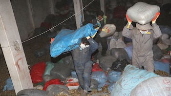 Coca decomisada (EFE/Martin Alipaz)