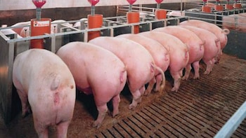 Por primera vez se contempla