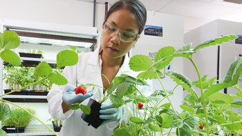 Los avances biotecnológicos y la