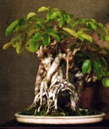 El bonsái robado en Hawaii