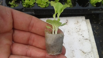 Un plantín de lechuga elaborado