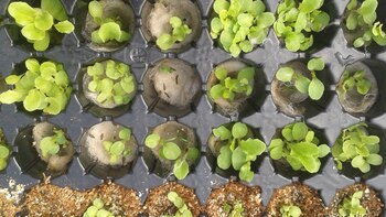 Una bandeja con diferentes plantines