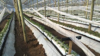 En La Plata, las plantas