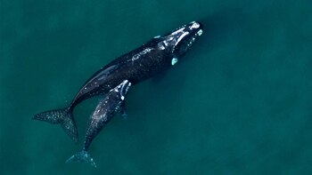 Ballenas en Península de Valdés.