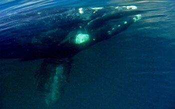 Foto: Gentileza Mariano Sironi (ICB).