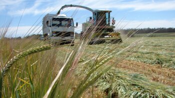 La superficie implantada con el