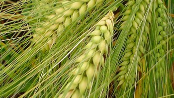 El mundo cuenta con los