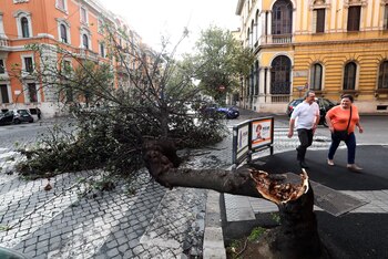 Un árbol caído en Roma