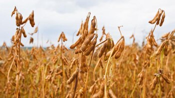 El procesamiento de la soja