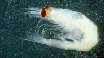 El krill es un crustáceo