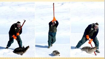 “Vi fotos de cómo mataban