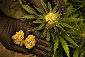 A diferencia de la marihuana