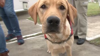 Los perros de servicio llevan