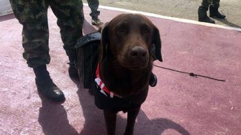 ‘Comando’, el perro de alias