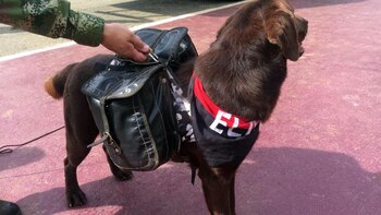 Al perro le realizan estudios