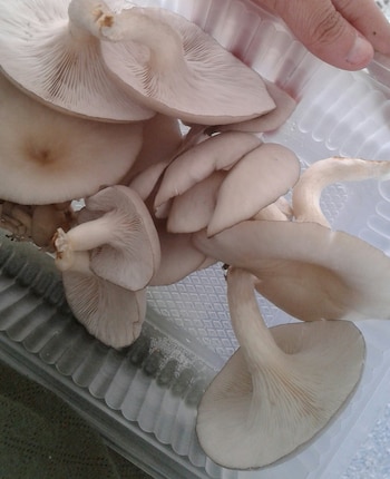 los hongos gírgolas son muy